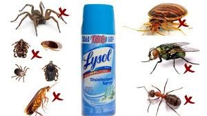 What Really Happens When You Spray Lysol on Roaches — Science vs. Myth